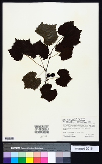 Vitis rotundifolia image