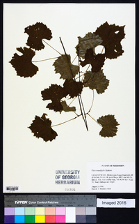 Vitis rotundifolia image