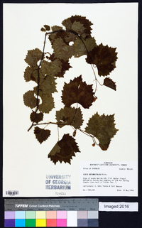 Vitis rotundifolia image