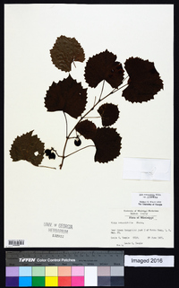 Muscadinia rotundifolia image