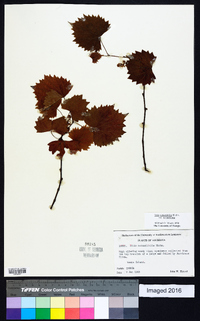 Vitis rotundifolia image