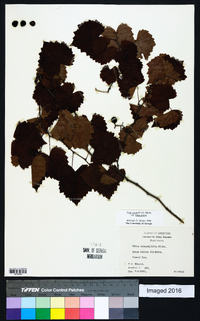 Muscadinia rotundifolia image