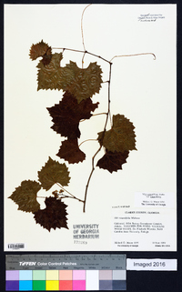 Muscadinia rotundifolia var. rotundifolia image