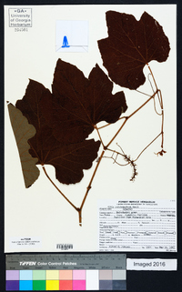 Vitis rufotomentosa image