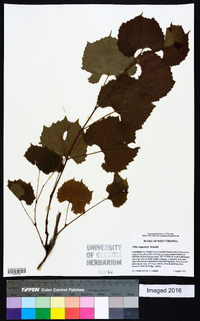 Vitis rupestris image