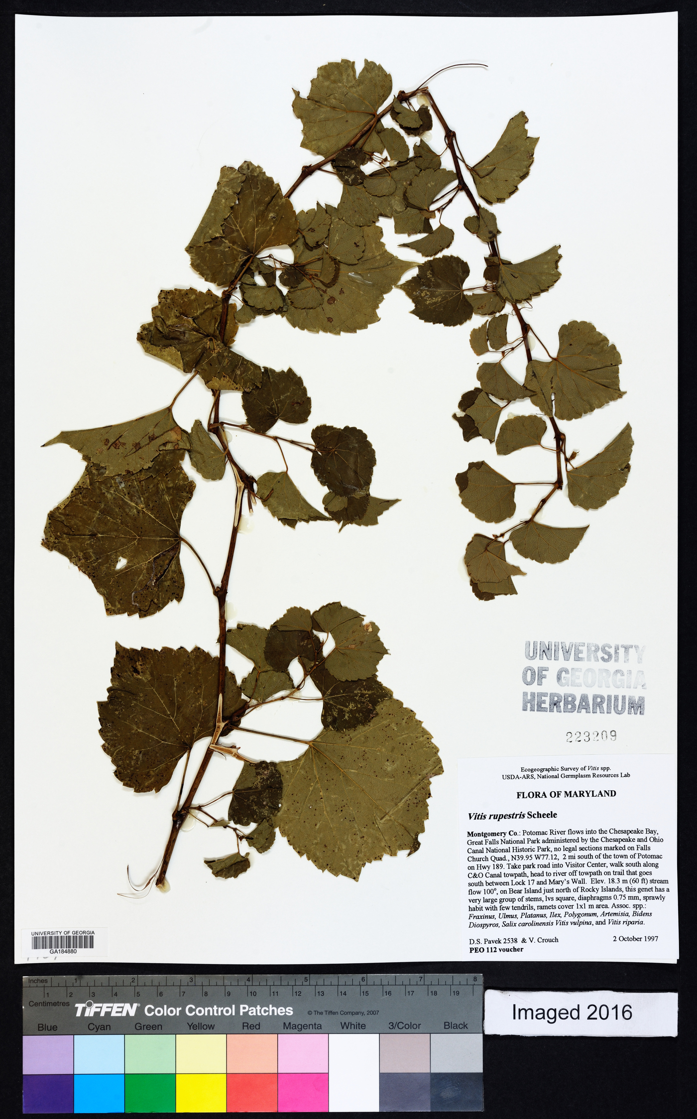 Vitis rupestris image