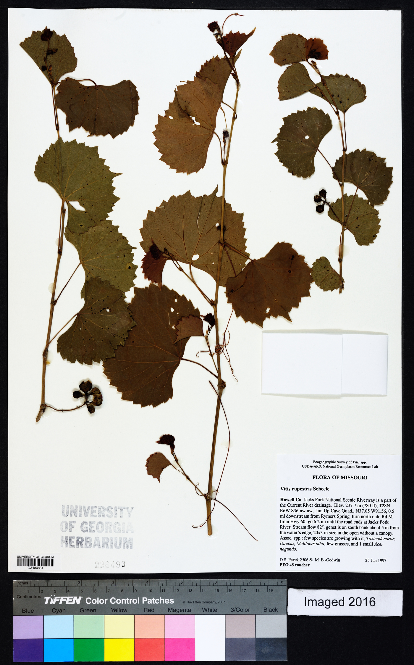 Vitis rupestris image