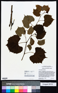 Vitis rupestris image