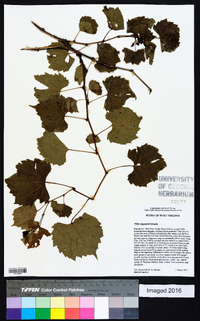 Vitis rupestris image