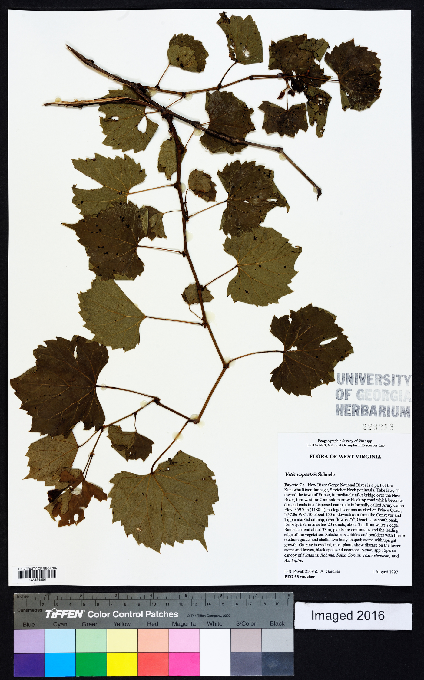 Vitis rupestris image