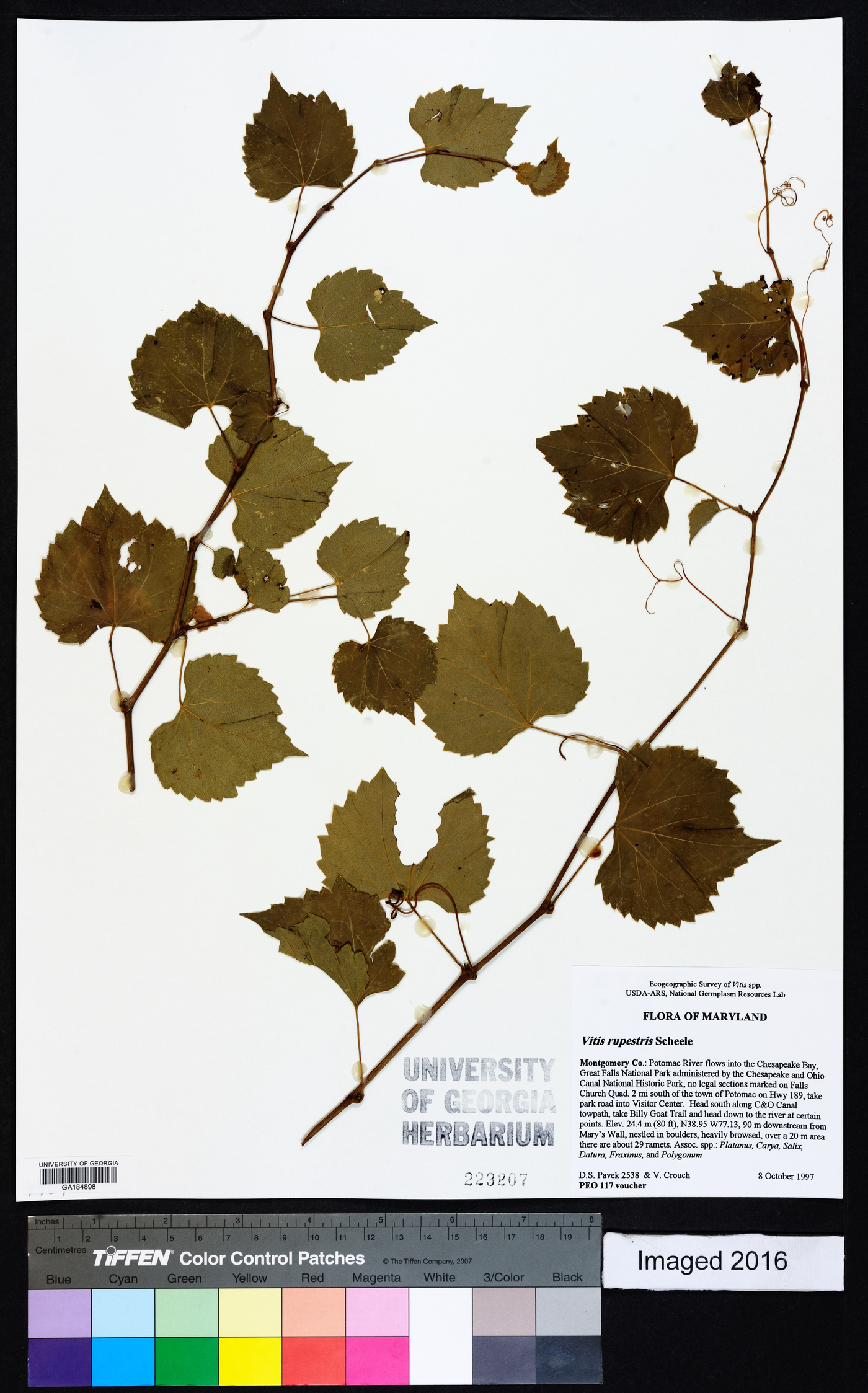 Vitis rupestris image