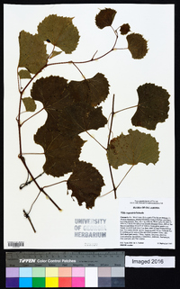 Vitis rupestris image