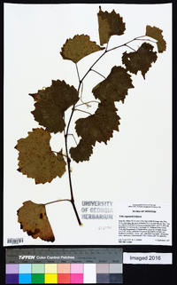 Vitis rupestris image