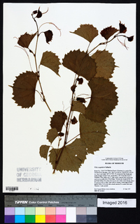 Vitis rupestris image