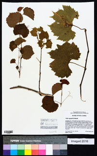 Vitis rupestris image