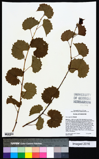 Vitis rupestris image