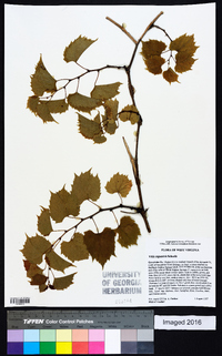 Vitis rupestris image