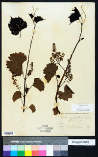 Vitis rupestris image