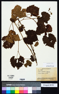 Vitis rupestris image