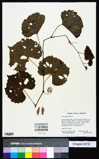 Vitis rupestris image