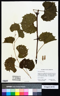 Vitis rupestris image