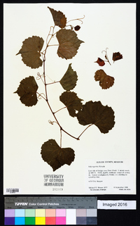 Vitis rupestris image