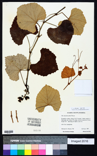 Vitis shuttleworthii image