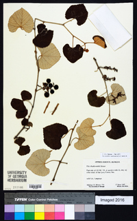 Vitis shuttleworthii image