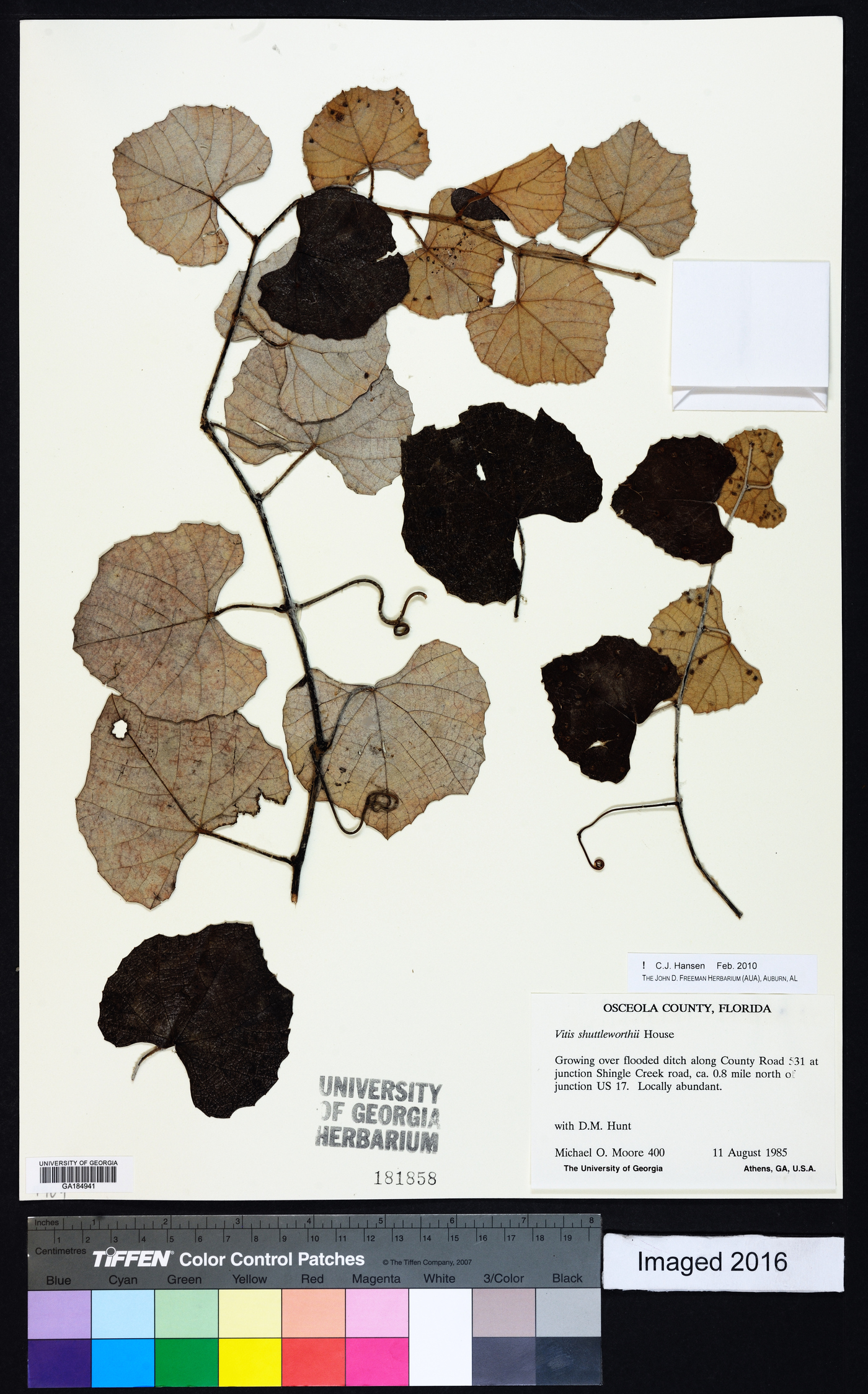 Vitis shuttleworthii image