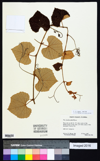 Vitis shuttleworthii image