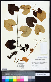 Vitis shuttleworthii image