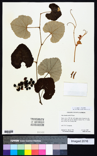 Vitis shuttleworthii image