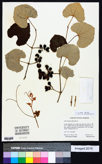 Vitis shuttleworthii image