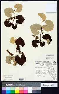 Vitis shuttleworthii image