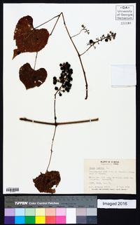 Vitis vulpina image