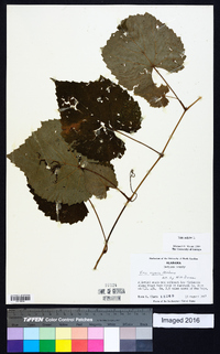 Vitis vulpina image