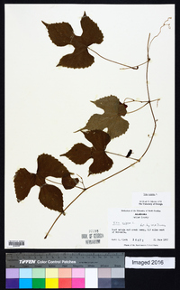 Vitis vulpina image