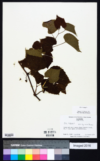 Vitis vulpina image