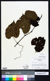 Vitis vulpina image