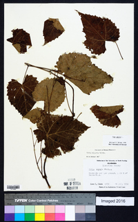 Vitis vulpina image