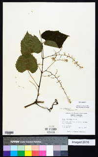 Vitis vulpina image