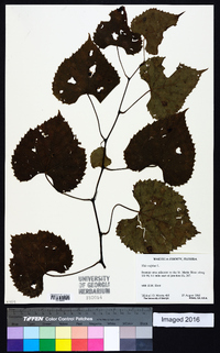 Vitis vulpina image