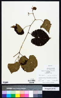 Vitis vulpina image