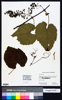 Vitis vulpina image