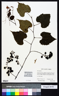 Vitis vulpina image
