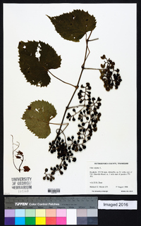 Vitis vulpina image