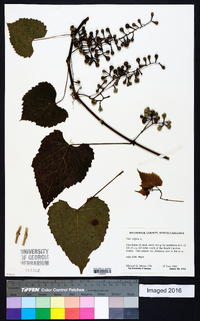 Vitis vulpina image