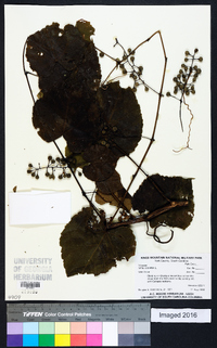 Vitis vulpina image