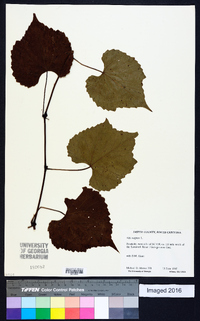 Vitis vulpina image