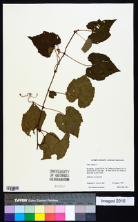 Vitis vulpina image